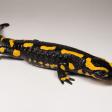 Profilbild von Salamander1950
