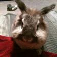 Profilbild von Rabbitmaus
