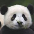 Profilbild von PandaPunk