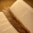 Profilbild von allthebooksireadbefore