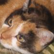 Profilbild von Katzenmicha