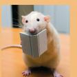 Profilbild von Lese-Ratte
