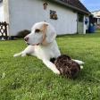 Profilbild von Beaglebiene