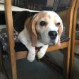 Profilbild von Beaglebiene