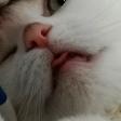 Profilbild von cat_mom_fran