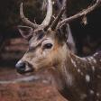Profilbild von the-reading-deer