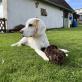 Profilbild von Beaglebiene