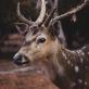 Profilbild von the-reading-deer