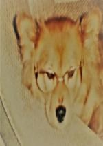 Cover-Bild Anka bereichert mein Leben