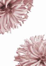 Cover-Bild Bullet Journal Flowers Pastell