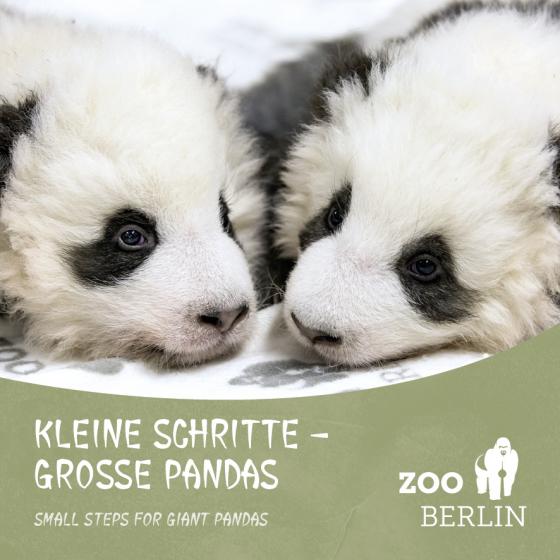 Cover-Bild Kleine Schritte - Große Pandas